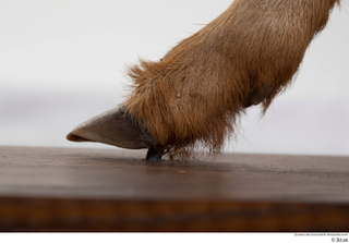 Deer doe foot hoof 0020.jpg